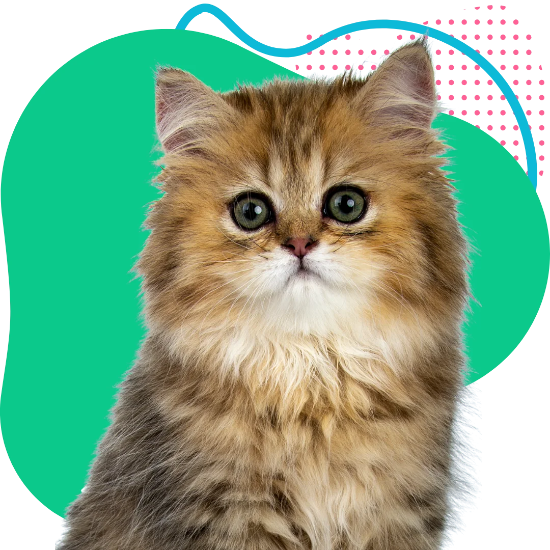 fluffy kitten sitting with a colorful abstract background